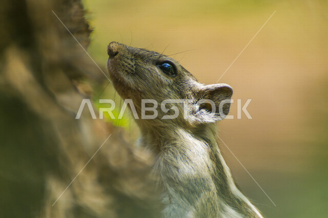 صورة مقربة لحيوان السنجاب ، حيوانات برية ، محمية طبيعية ، خلفية لحيوان السنجاب