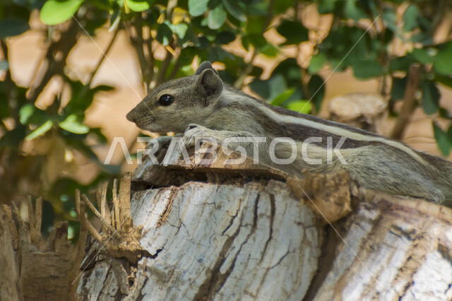 صورة مقربة لحيوان السنجاب ، حيوانات برية ، محمية طبيعية ، خلفية لحيوان السنجاب