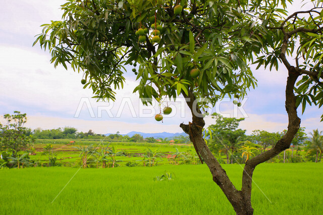 شجرة المانجا الخضراء المثمرة، الاشجار والنباتات الخضراء، أراضي زراعية، جمال الطبيعة الخلابة، خلفية الطبيعة