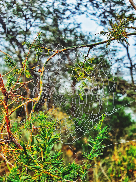 صورة مقربة لبيت العنكبوت على اغصان الاشجار، الاشجار والنباتات الخضراء، شباك العنكبوت، مناظر طبيعية خلابة، خلفية الطبيعة