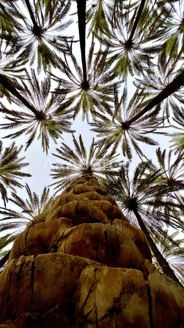 صورة من زاوية سفلية لاشجار النخيل، سعف النخيل، مزارع النخيل الخضراء، جذع شجرة النخيل، أشجار ومحاصيل زراعية، محمية طبيعية لزراعة أشجار النخيل