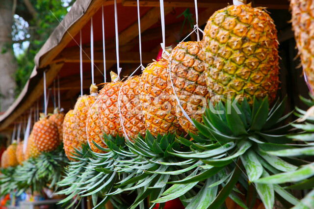 صورة مقربة لمجموعة من حبات الاناناس المعلقة، فاكهة الصيف اللذيذة، فاكهة الاناناس اللذيذة