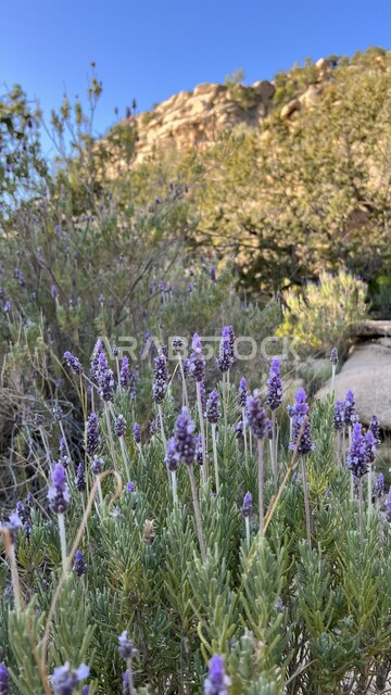 صورة مقربة لأزهار اللافندر العطرية في الطبيعة ، زراعة الازهار و الورود الطبيعية ، خلفية الطبيعة 