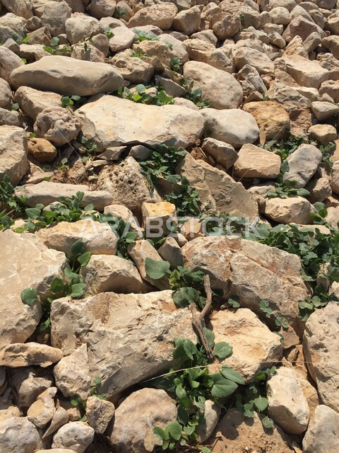 صورة مقربة لأحجار وصخور ، خلفية الطبيعة ، صخور صغيرة