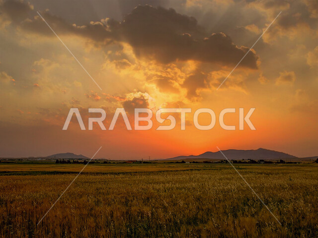 الحقول الزراعية الخضراء وقت الغروب ، مزرعة حقول خضراء ، النباتات و المحاصيل الزراعية ، أراضي زراعية ، المروج الخضراء ، منظر غروب الشمس في السماء