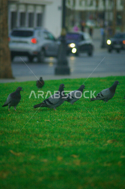 مجموعة من طيور الحمام على على العشب الأخضر ، طيور الحمام في وسط المدينة ، خلفية ضبابية لطرق وشوارع المدينة