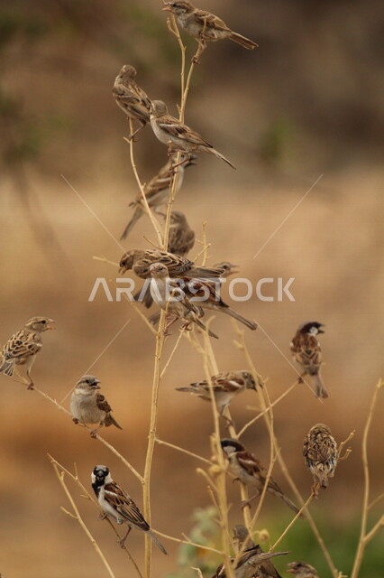 مجموعه من الطيور الصغيره مجتمعه على غصن شجره, طيور مهاجره, طيور بريه, عصافير مغرده