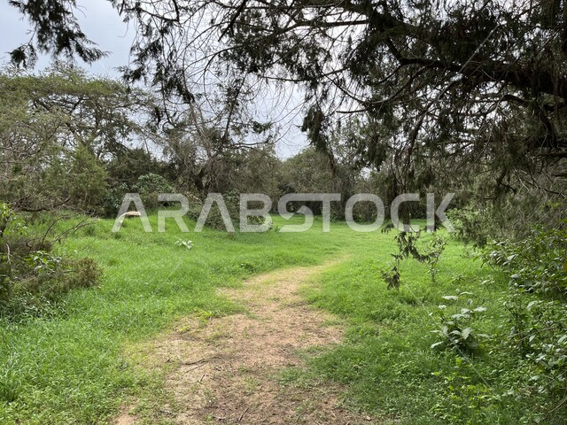 منظر طبيعي خلاب من منطقة عسير في ابها, النباتات والأشجار الخضراء, معالم سياحيه, أجواء الربيع الجميله في ابها في المملكه العربيه السعوديه 