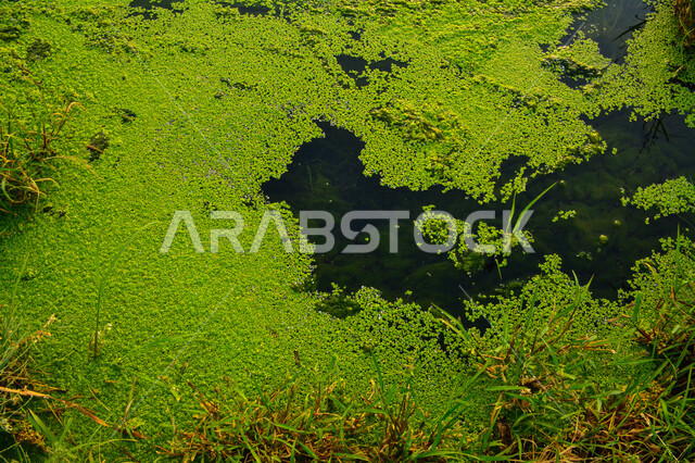 صورة الطحلب البطي يطفو على سطح المياه ، الطحالب والجمال الطبيعية ، خلفية طحالب بحرية ، أوراق النباتات تطفو على سطح بركة المياه ، خلفية للطبيعة الخضراء ، زهور المياه الخضراء