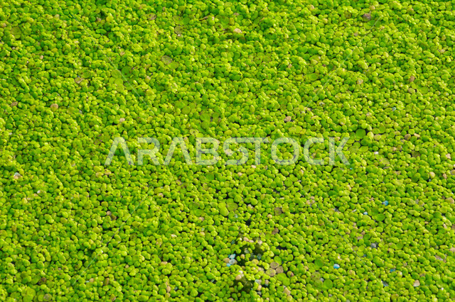 صورة الطحلب البطي يطفو على سطح المياه ، الطحالب والجمال الطبيعية ، خلفية طحالب بحرية ، أوراق النباتات تطفو على سطح بركة المياه ، خلفية للطبيعة الخضراء ، زهور المياه الخضراء