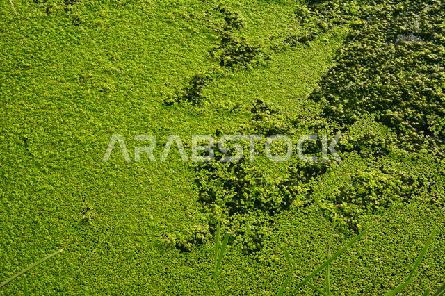 صورة الطحلب البطي يطفو على سطح المياه ، الطحالب والجمال الطبيعية ، خلفية طحالب بحرية ، أوراق النباتات تطفو على سطح بركة المياه ، خلفية للطبيعة الخضراء ، زهور المياه الخضراء