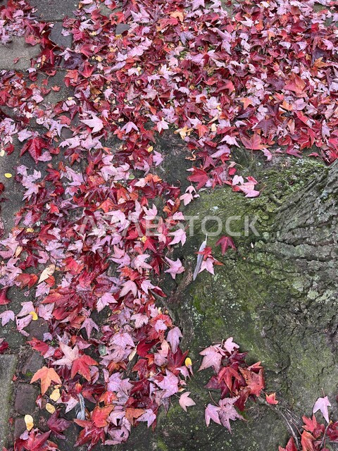 صورة لأوراق الشجر المتساقطة ، خلفية الطبيعة ، فصل الخريف ، الورود والأزهار الطبيعية المستاقطة في فصل الخريف