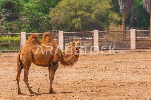 حيوان الجمل ذو سنامين ، تربية الجمال و الإبل ، محمية طبيعية ، خلفية الهجن