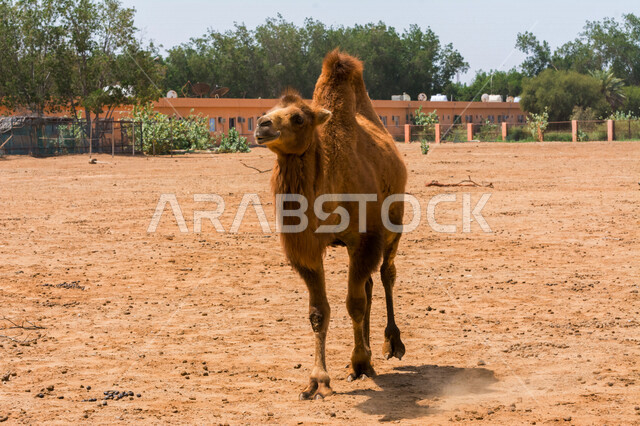 حيوان الجمل ذو سنامين ، تربية الجمال و الإبل ، محمية طبيعية ، خلفية الهجن