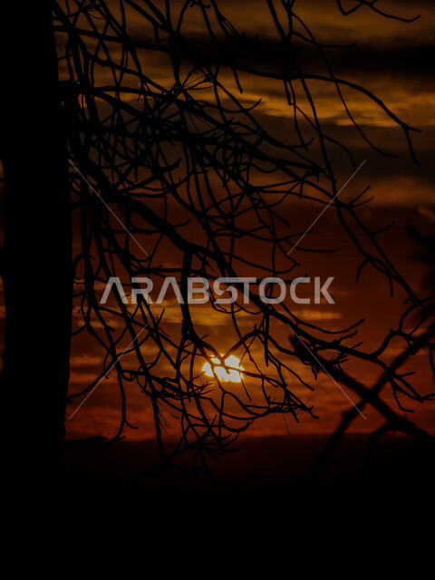 صورة ظلية لاغصان الاشجار الخالية من الاوراق، مناظر طبيعية خلابة، غروب الشمس الساحر، خلفية الطبيعة