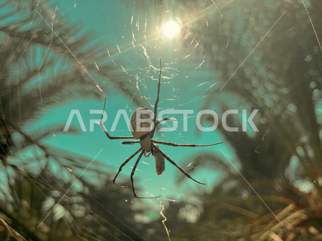 صورة مقربة لحشرة العنكبوت معلق على خيوط العنكبوت ، بيت العنكبوت ، شباك العنكبوت الحريرية ، نسيج العنكبوت، الاشجار والنباتات الخضراء، خلفية الطبيعة