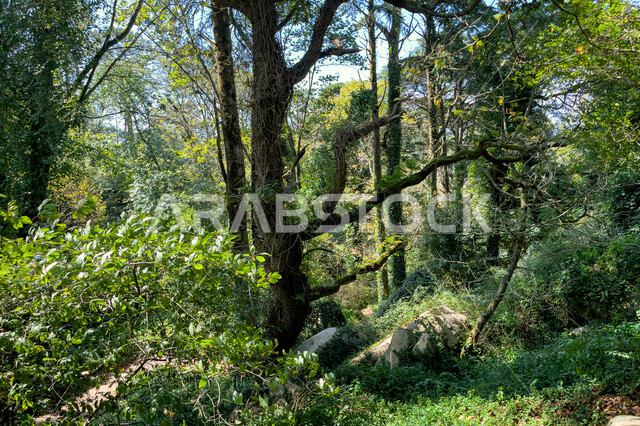 الاشجار والنباتات في الغابة، جذوع الاشجار، اوراق الاشجار، اشجار ونباتات خضراء، جمال الطبيعة الخلابة، خلفية الطبيعة