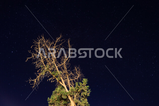 صورة مقربة لشجرة خضراء مع درب التبانة، السماء المليئة بالنجوم مساءا، مناظر طبيعية خلابة جنوب المملكة العربية السعودية