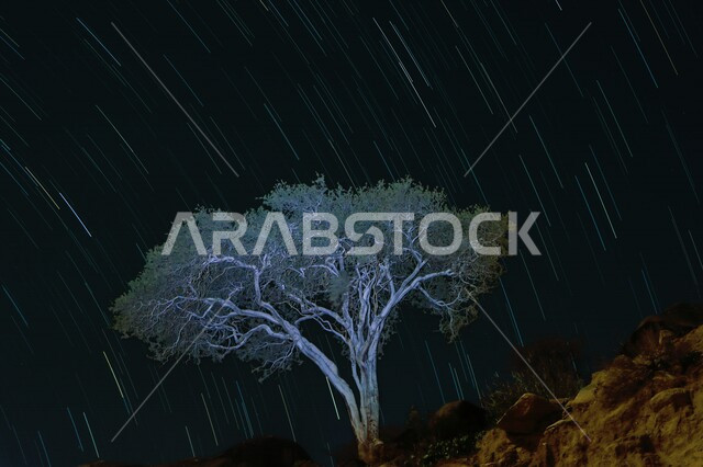 صورة مقربة لشجرة خضراء مع درب التبانة، السماء المليئة بالنجوم مساءا، مناظر طبيعية خلابة جنوب المملكة العربية السعودية