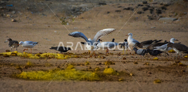 Close-up of a group of seagulls eating in a nature reserve, wild birds, wildlife, nature reserve