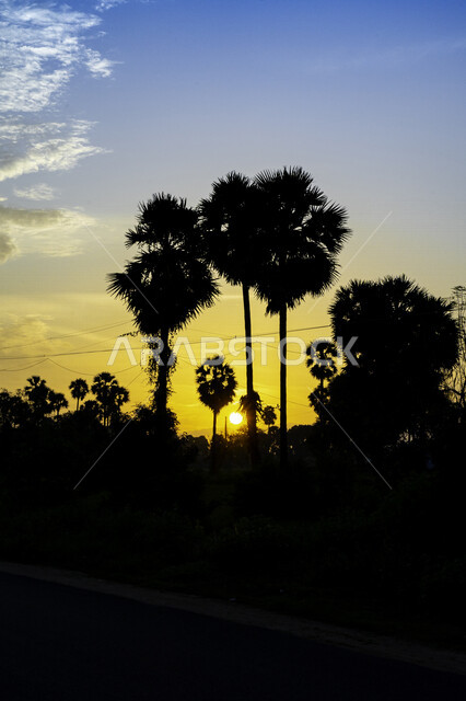 Silhouette of trees and plants during sunset, beautiful scenery, magical sunset, gardens full of trees, nature background