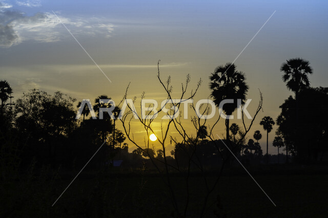 Silhouette of trees and plants during sunset, beautiful scenery, magical sunset, gardens full of trees, nature background
