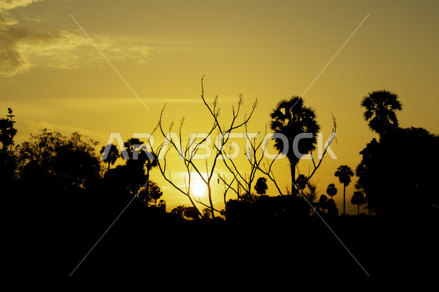 Silhouette of trees and plants during sunset, beautiful scenery, magical sunset, gardens full of trees, nature background