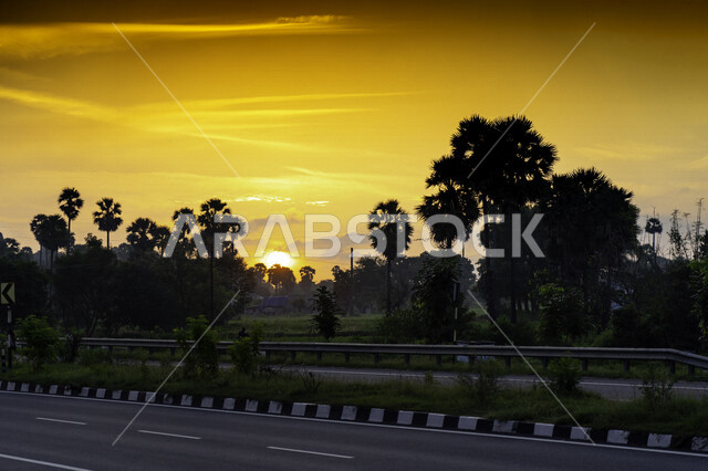 Green trees and plants during sunset, stunning landscapes, enchanting sunset, gardens full of trees, asphalt street, nature background