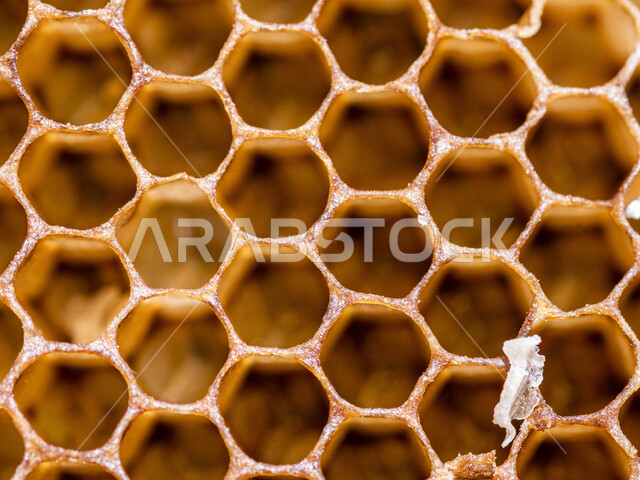 خلية نحل ( قفير النحل ) ، عيون العسل السداسية ، أقراص العسل ، شمع العسل ، تخزين العسل و حبوب اللقاح