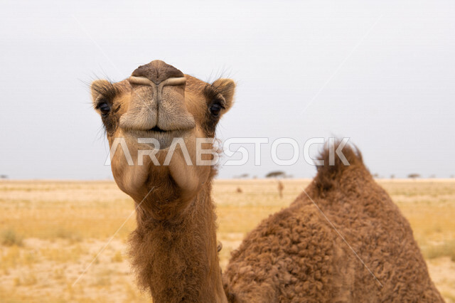 صورة مقربة لحيوان الجمل في المناطق الصحراوية ، تربية الجمال والإبل ، البيئة الصحراوية ، صحاري المملكة العربية السعودية