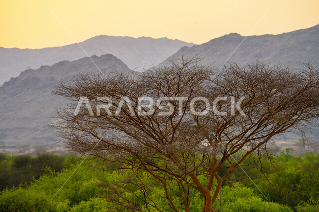 الاشجار والنباتات الخضراء ، المناطق الجبلية ، خلفية الطبيعة وقت غروب الشمس ، مناظر طبيعية خلابة