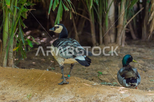 بطة الإوز في المحمية الطبيعية ، طائر الإوز الجميل ، تربية الطيور ، مزرعة لتربية البط والأوز ، الحياة البرية