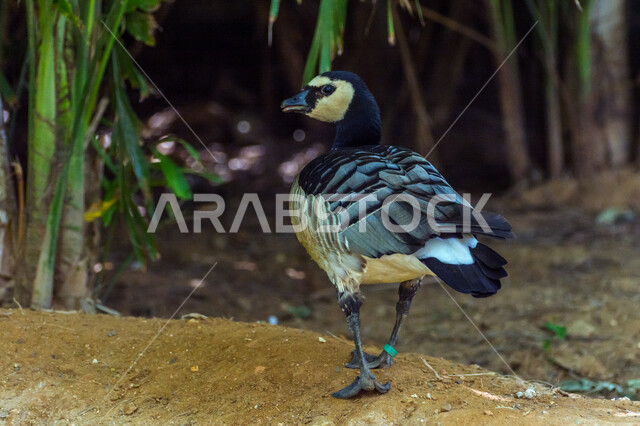 بطة الإوز في المحمية الطبيعية ، طائر الإوز الجميل ، تربية الطيور ، مزرعة لتربية البط والأوز ، الحياة البرية