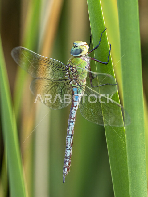 صورة مقربة لحشرة اليعسوب على ورقة الاشجار، حشرات صغيرة، حشرات ذات اجنحة، خلفية لحشرة اليعسوب ، ذبابة التنين