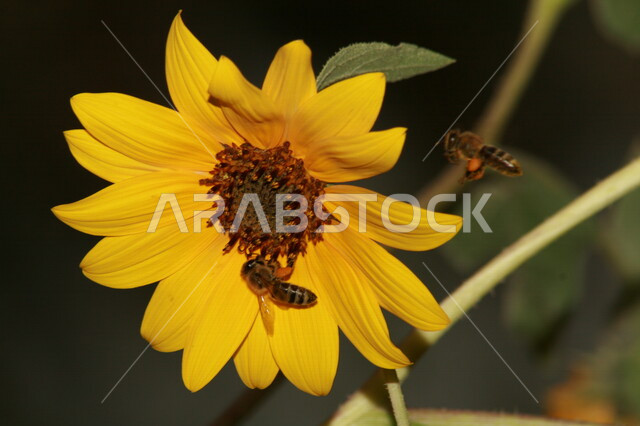 A close-up of a sunflower rose, bees pollinating flowers, planting natural flowers and rose seeds, sunflowers, the scenic beauty of nature.