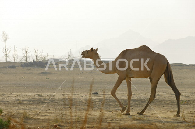حيوان الجمل يسير في المناطق الصحراوية، تربية الجمال والإبل، الاشجار والنباتات الخضراء، الطبيعة الصحراوية، محمية طبيعية، محمية برية