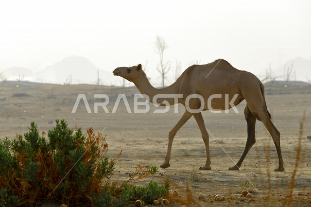 حيوان الجمل يسير في المناطق الصحراوية، تربية الجمال والإبل، الاشجار والنباتات الخضراء، الطبيعة الصحراوية، محمية طبيعية، محمية برية