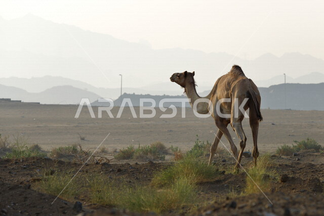 Camel walking in desert areas, camel and camel breeding, green trees and plants, desert nature, nature reserve, wilderness reserve