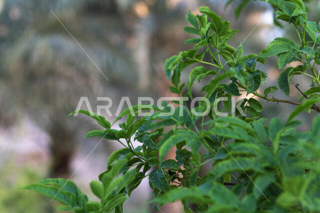 صورة مقربة للأشجار والنباتات الخضراء، اوراق الاشجار، مزارع طبيعية، خلفية الطبيعة