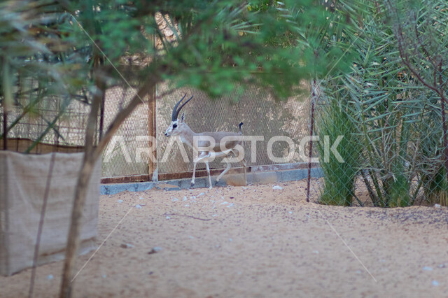 حيوان الغزال في محمية طبيعية، حيوان ثديي أليف، غزال الظبي حديقة  الحيوان في السعودية، حيوانات برية