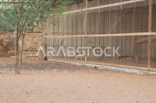 حيوان الغزال الجميل في محمية طبيعية، حيوان ثديي أليف، غزال الظبي في احد الحدائق، حيوانات برية