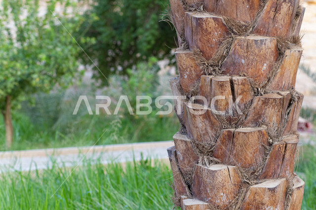 صورة مقربة لجذع نخلة، مزارع أشجار النخيل، الاشجار والنباتات الخضراء، أشجار ومحاصيل زراعية، أراضي زراعية، محمية طبيعية، خلفية الطبيعة