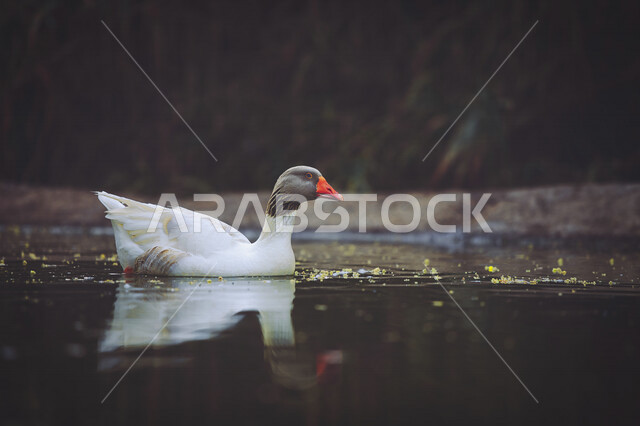 طائر البط الجميل يعوم في المياه، بط ابيض، تربية الطيور، محمية طبيعية، الحياة البرية، طيور مائية، محمية طبيعية لتربية البط