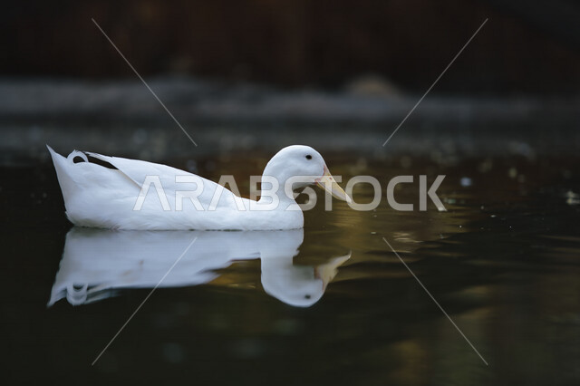 طائر البط الجميل يعوم في المياه، بط ابيض، تربية الطيور، محمية طبيعية، الحياة البرية، طيور مائية، محمية طبيعية لتربية البط