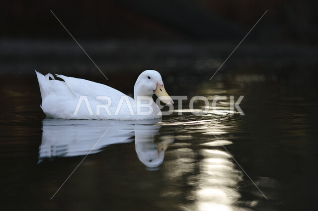 Beautiful duck bird floating in the water, white duck, bird breeding, nature reserve, wildlife, waterfowl, duck breeding nature reserve