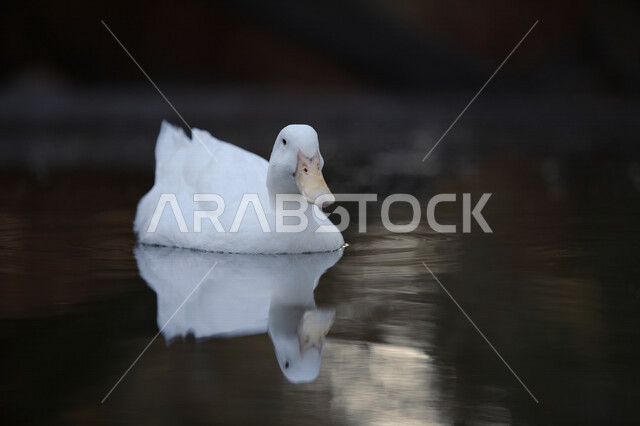 طائر البط الجميل يعوم في المياه، بط ابيض، تربية الطيور، محمية طبيعية، الحياة البرية، طيور مائية، محمية طبيعية لتربية البط