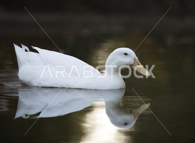 طائر البط الجميل يعوم في المياه، بط ابيض، تربية الطيور، محمية طبيعية، الحياة البرية، طيور مائية، محمية طبيعية لتربية البط