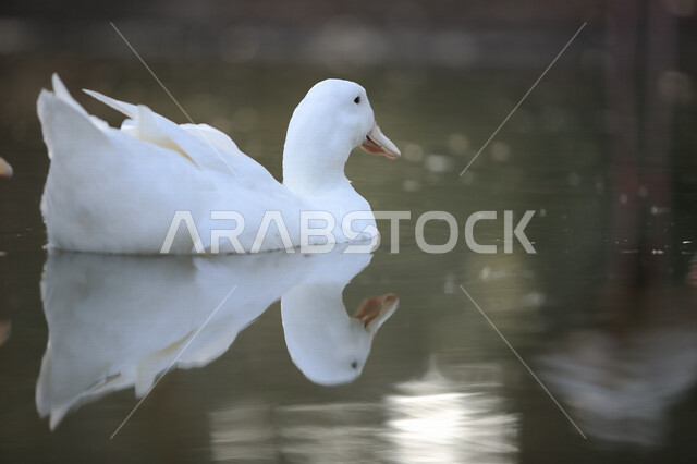 طائر البط الجميل يعوم في المياه، بط ابيض، تربية الطيور، محمية طبيعية، الحياة البرية، طيور مائية، محمية طبيعية لتربية البط