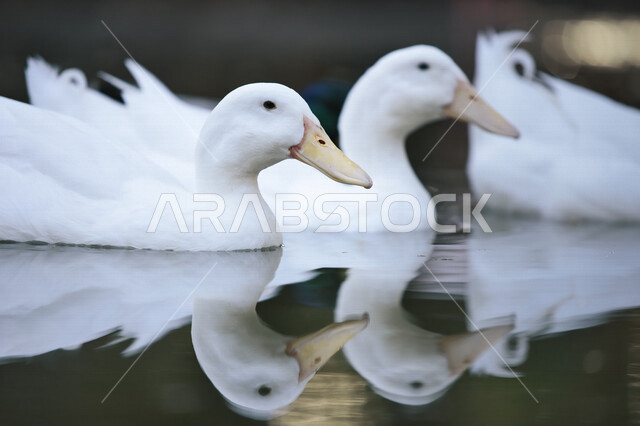 طائر البط الجميل يعوم في المياه، بط ابيض، تربية الطيور، محمية طبيعية، الحياة البرية، طيور مائية، محمية طبيعية لتربية البط