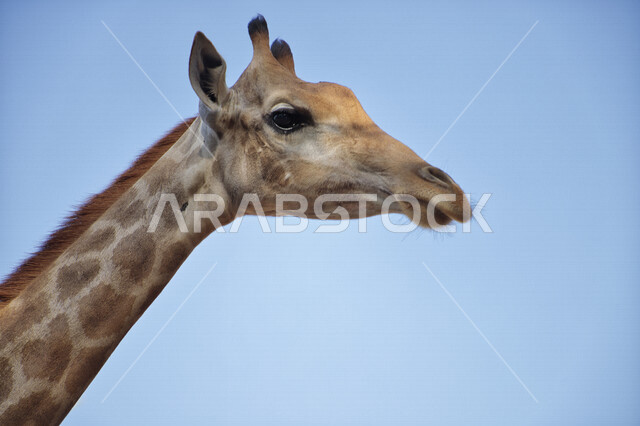 صورة مقربة لحيوان الزرافة ذات الرقبة الطويلة، حيوان ثديي أليف، حيوان بري، خلفية زرقاء